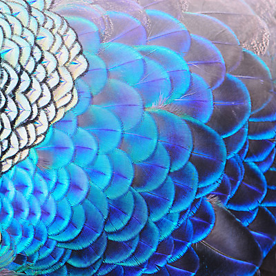 포토 JPG 해외이미지 동물 디자인 야생동물 백그라운드 패턴 자연 조류 추상 사람없음 초록색 파란색 컬러풀 공작 깃털 묘사 질감 꼬리 내추럴 해외202004 해외포토 컬러 무늬 생태계 파일형식 이미지허브