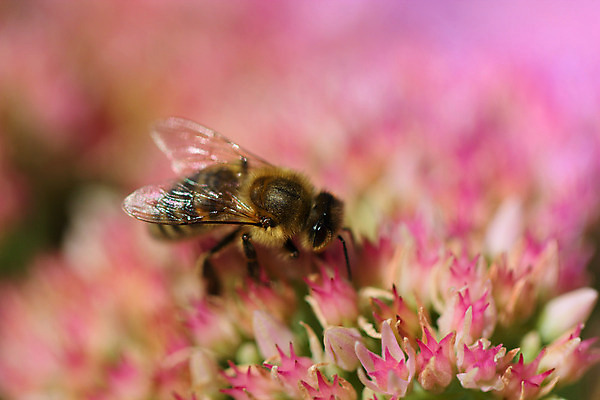 포토 JPG 해외이미지 식물 계절 꽃 나비 꽃무늬 밭 자연 하늘 풍경 잔디 사람없음 야외 초록색 여름 파란색 햇빛 태양 농장 노란색 정원 맑음 봄 벚꽃 가을 흰색 시골 신선 4월 5월 땅 벌 허브 데이지 장면 개미 꿀 벌집 내추럴 수유 캐모마일 평야 해외202004 해외포토 자연요소 컬러 곤충 무늬 농업 날씨 날짜 생태계 파일형식 이미지허브