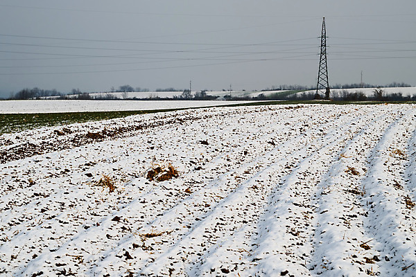 포토 JPG 해외이미지 식물 계절 산업 겨울 밭 농업 자연 씨앗 풍경 사람없음 야외 초록색 농장 농경지 환경 성장 흰색 시골 낟알 땅 시리얼 밀 만취 서리 철탑 줄서기 수평선 세련 해외202004 해외포토 음식 컬러 모션 곡류 탑 생태계 술취함 파일형식 이미지허브