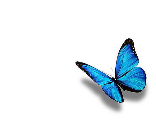 포토 JPG 해외이미지 나비 백그라운드 날개 자연 선물 사람없음 여름 파란색 빛 컬러풀 검은색 봄 흰색 축하 편지 수집 싱글 내추럴 고립 무료 터키석 해외202004 해외포토 계절 컬러 곤충 컨셉 보석 생태계 파일형식 이미지허브