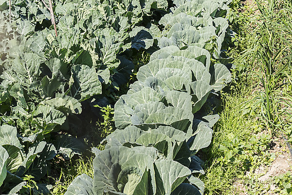 포토 JPG 해외이미지 식물 라이프스타일 계절 음식 잎 농업 다이어트 채소 자연 건강 사람없음 야외 초록색 여름 농작물 농장 환경 정원 수확 성장 가을 시골 신선 과수원 먹기 상쾌 유기농 생태계 원예 양배추 날것 내추럴 밭일 숙성 영양분 채식주의자 해외202004 해외포토 웰빙 감정 산업 컬러 모션 취미 생활 채식 파일형식 이미지허브