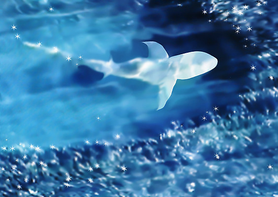 포토 JPG 해외이미지 야생동물 바다 바닥 어류 사람없음 물 파란색 수영 잠수함 위협 다이빙 상어 암초 수족관 생태학 해외202004 해외포토 자연요소 동물 교육 컬러 수중동물 수상스포츠 수중스포츠 파일형식 이미지허브