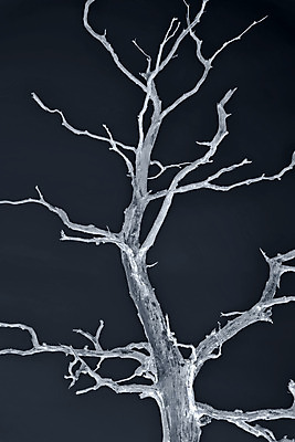 포토 JPG 해외이미지 나무 겨울 자연 하늘 왕관 미술 풍경 사람없음 목재 어둠 고통 회색 가을 나뭇가지 시간 숲 잡동사니 나쁜 벌거벗은 수목 옛날 해외202004 해외포토 식물 계절 감정 컬러 재료 문화예술 생태계 파일형식 이미지허브