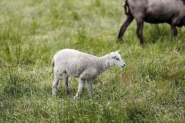 포토 JPG 해외이미지 동물 얼굴 음식 밭 농업 포유류 자연 새로움 털 서기 풍경 사람없음 초록색 농장 가축 봄 목장 아기 신생아 양 소 방목 땅 양고기 내추럴 양모 천진난만 해외202004 해외포토 계절 산업 컬러 컨셉 모션 육류 사람 신체부위 직물 축산업 생태계 파일형식 이미지허브