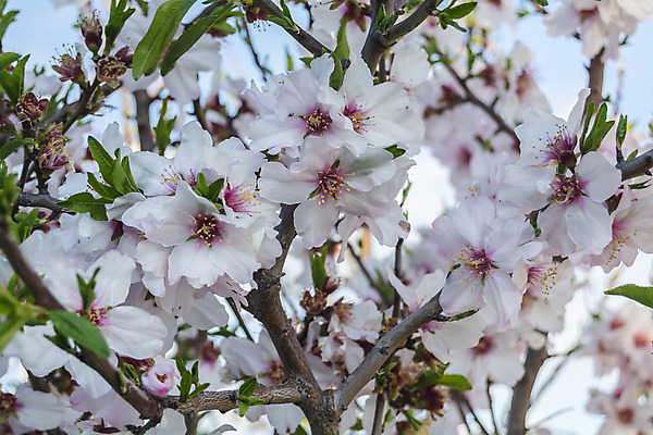 포토 JPG 해외이미지 나무 식물 계절 공원 꽃잎 꽃 선 분홍색 백그라운드 잎 꽃무늬 농업 과일 자연 사람없음 장식 초록색 정원 일본 맑음 봄 성장 벚꽃 흰색 나뭇가지 신선 개화 체리 4월 원예 아몬드 내추럴 해외202004 해외포토 공공시설 산업 아시아 컬러 무늬 날씨 취미 견과류 날짜 생태계 파일형식 이미지허브
