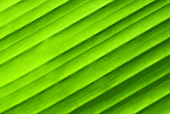 포토 JPG 해외이미지 식물 선 백그라운드 잎 패턴 자연 벽지 추상 건강 손바닥 그림자 사람없음 가로 초록색 여름 빛 햇빛 태양 환경 봄 신선 칼날 묘사 유기농 생태계 질감 심플 시트 정맥 남쪽 대각선 내추럴 광합성 생태학 해외202004 해외포토 자연요소 손 웰빙 계절 교육 컬러 무늬 방향 혈관 파일형식 이미지허브