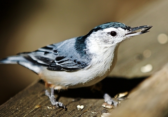 포토 JPG 해외이미지 백그라운드 캐나다 조류 사람없음 파란색 미국 회색 흰색 닫기 작음 그림 꼬리 북쪽 고립 해외202004 해외포토 동물 컬러 북아메리카 모션 크기 방향 파일형식 이미지허브