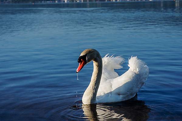 포토 JPG 해외이미지 동물 구름 커플 유럽 아시아 호수 야생동물 여행 자연 조류 하늘 아침 휴가 산 파노라마 사랑 동양인 풍경 사람없음 야외 물 여름 파란색 반사 평화 마을 환경 골짜기 일본 맑음 침묵 새벽 흰색 시골 도쿄 심볼 화산 백조 장면 5 동쪽 후지산 천연기념물 단아함 랜드마크 해외202004 해외포토 주간 자연요소 계절 감정 나라 컬러 컨셉 관계 날씨 촬영기법 인종 숫자 소리 세계문화유산 방향 생태계 파일형식 이미지허브