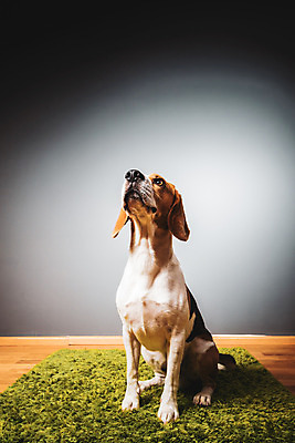 포토 JPG 해외이미지 동물 회색배경 실내 앉기 사람없음 초록색 반려동물 점 개 비글 송곳니 유래 해외202004 해외포토 컬러 백그라운드 포유류 모션 내부 회색 치아 파일형식 이미지허브