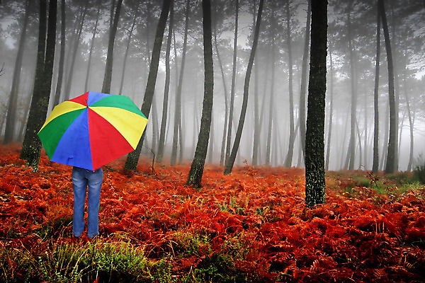 포토 JPG 해외이미지 나무 계절 공원 지구 여행 컨셉 잎 자연 아침 풍경 사람없음 야외 빨간색 빛 컬러풀 햇빛 평화 환경 침묵 고요 안개 가을 나뭇가지 시골 고독 숲 신비 포르투갈 심플 장면 10월 내추럴 뿌연 몽환 해외202004 해외포토 주간 식물 공공시설 감정 유럽 컬러 날씨 태양 소리 날짜 생태계 파일형식 이미지허브