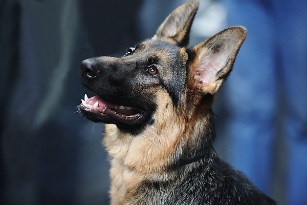 포토 JPG 해외이미지 동물 1 응시 포유류 털 독일 앉기 사람없음 반려동물 우정 양치기 개 보호 큼 보안 슛 송곳니 고립 신앙심 해외202004 해외포토 직업 시선 유럽 컨셉 모션 안전 친구 치아 크기 파일형식 이미지허브