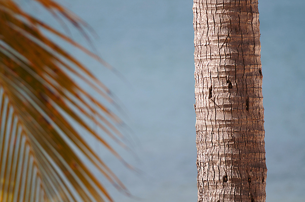 포토 JPG 해외이미지 나무 자연 휴가 손바닥 사람없음 파란색 야자수 나무껍질 해외202004 해외포토 식물 손 컬러 껍질 생태계 파일형식 이미지허브