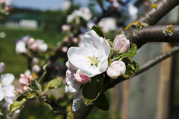포토 JPG 해외이미지 나무 구름 응시 계절 꽃잎 꽃 하늘색 백그라운드 잎 과일 자연 하늘 사람없음 초록색 파란색 태양 맑음 봄 벚꽃 흰색 나뭇가지 최고 개화 닫기 사과 만족 천국 해외202004 영광군 해외포토 자연요소 식물 시선 감정 컬러 모션 날씨 전라남도 생태계 파일형식 이미지허브