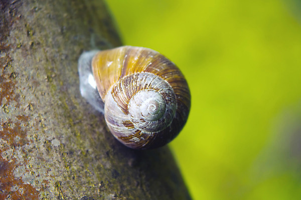 포토 JPG 해외이미지 나무 동물 자연 생물 주택 나선형 사람없음 정원 비행 시간 큼 상승 오르기 일시정지 단절 동물상 로마인 식용 해외202004 해외포토 식물 컨셉 무늬 모션 인종 건물 조형물 크기 생태계 파일형식 이미지허브