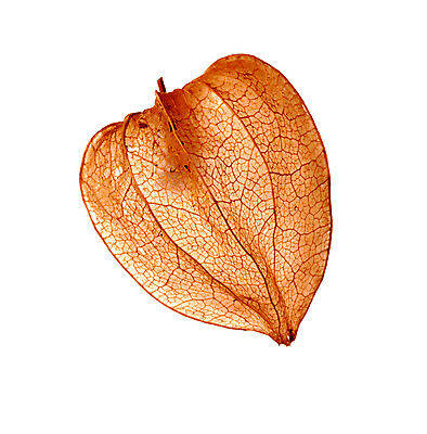 포토 JPG 해외이미지 식물 열매 과일 사람없음 체리 자르기 묘사 고립 팝 해외202004 해외포토 모션 파일형식 이미지허브