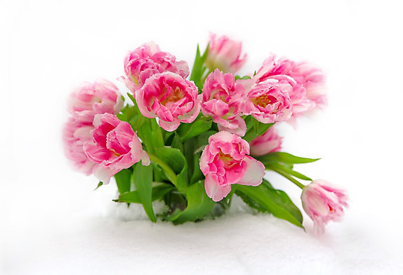 포토 JPG 해외이미지 식물 계절 꽃 분홍색 꽃다발 백그라운드 잎 겨울 꽃무늬 자연 부활절 발렌타인데이 사랑 사람없음 야외 초록색 컬러풀 정원 꽃병 얼음 봄 추위 튤립 벚꽃 흰색 신선 냄비 심볼 서리 향기 고립 그런지 삼림지대 해외202004 해외포토 자연요소 기념일 감정 컬러 무늬 데이이벤트 솥 숲 생태계 냄새 파일형식 이미지허브