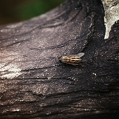 포토 JPG 해외이미지 곤충 앉기 사람없음 갈색 검은색 어둠 작음 해외202004 해외포토 동물 컬러 모션 크기 파일형식 이미지허브