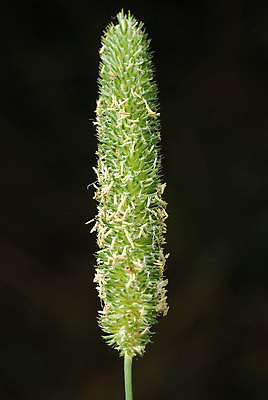 포토 JPG 해외이미지 식물 꽃잎 꽃 줄기 농업 자연 잔디 사람없음 초록색 빛 정원 벚꽃 물방울 약초 소프트포커스 허브 꽃가루 내추럴 알레르기 밭일 백신 생태학 영원 해외202004 해외포토 교육 산업 컬러 의학 촬영기법 풀_식물 질병 가루 생태계 파일형식 이미지허브