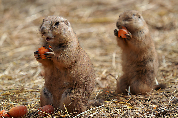 포토 JPG 해외이미지 동물 응시 공원 야생동물 포유류 자연 털 서기 사람없음 야외 갈색 미국 당근 개 설치류 작음 모피 먹기 다람쥐 동물상 땅바닥 해외202004 해외포토 시선 공공시설 컬러 북아메리카 모션 바닥 뿌리채소 조형물 크기 생태계 파일형식 이미지허브