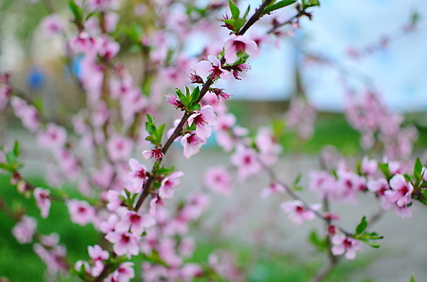 포토 JPG 해외이미지 나무 식물 계절 공원 꽃잎 꽃 분홍색 꽃다발 백그라운드 잎 꽃무늬 밭 자연 풍경 사람없음 야외 초록색 여름 파란색 빛 컬러풀 햇빛 태양 노란색 머리 정원 봄 성장 벚꽃 흰색 신선 개화 그룹 닫기 장면 내추럴 해외202004 해외포토 자연요소 공공시설 컬러 무늬 농업 모션 신체부위 생태계 파일형식 이미지허브