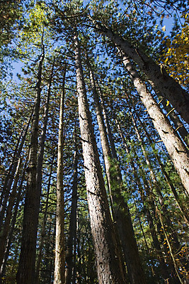 포토 JPG 해외이미지 나무 식물 계절 공원 풍경 사람없음 야외 목재 초록색 여름 빛 햇빛 태양 갈색 맑음 침묵 활발 소나무 정상 숲 내추럴 삼림지대 줄서기 해외202004 해외포토 자연요소 공공시설 컬러 컨셉 재료 모션 날씨 소리 파일형식 이미지허브