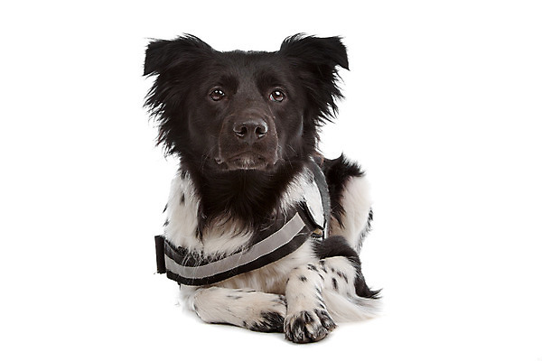 포토 JPG 해외이미지 동물 포유류 사람없음 반려동물 개 흰배경 유래 순종 해외202004 해외포토 백그라운드 흰색 왕 파일형식 이미지허브