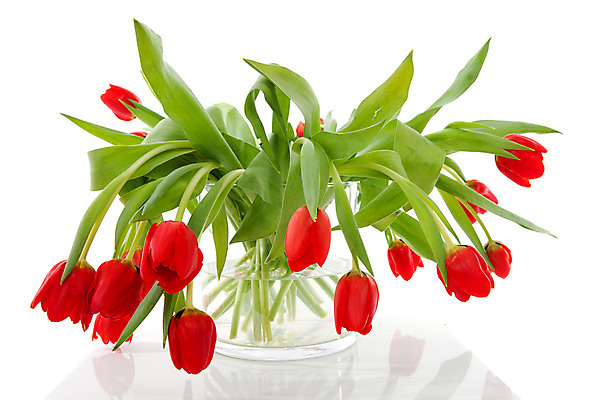 포토 JPG 해외이미지 식물 꽃 꽃다발 전구 자연 사람없음 빨간색 꽃병 봄 튤립 네덜란드 고립 해외202004 해외포토 계절 유럽 컬러 생태계 파일형식 이미지허브