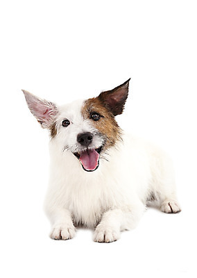 포토 JPG 해외이미지 동물 배너 행복 포스터 종이 백그라운드 컨셉 광고판 사람없음 반려동물 우주 공백 흰색 잡기 신용카드 메시지 개 강아지 자르기 화이트보드 송곳니 고립 카피스페이스 해외202004 해외포토 감정 컬러 포유류 모션 알림판 금융 치아 판 파일형식 이미지허브