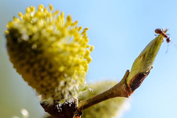 포토 JPG 해외이미지 나무 식물 동물 계절 꽃 야생동물 곤충 잎 자연 생물 사람없음 야외 옆모습 초록색 햇빛 태양 새싹 정원 봄 벚꽃 나뭇가지 신선 벌레 숲 묘사 질감 개미 내추럴 해외202004 해외포토 자연요소 뷰포인트 컬러 생태계 파일형식 이미지허브
