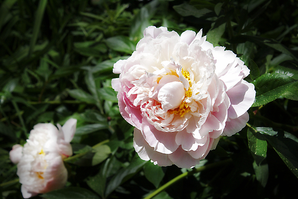 포토 JPG 해외이미지 식물 계절 꽃잎 꽃 분홍색 잎 꽃무늬 자연 사람없음 장식 가로 초록색 정원 봄 활발 벚꽃 흰색 신선 개화 우아함 큼 다발 원예 아로마 부드러움 창백 강렬 영원 작약 파스텔톤 스타일 해외202004 해외포토 컬러 컨셉 무늬 취미 감각 크기 생태계 파일형식 이미지허브