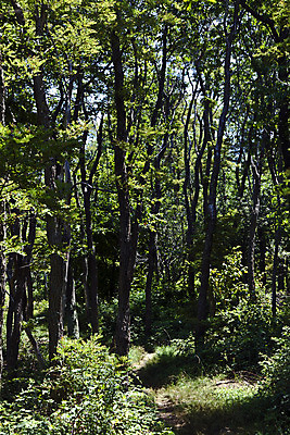 포토 JPG 해외이미지 나무 공원 여행 자연 산 파노라마 풍경 사람없음 야외 초록색 여름 파란색 평화 환경 미국 숲 그림 산등성이 내추럴 단절 양치류 전국 해외202004 해외포토 식물 계절 공공시설 컬러 컨셉 북아메리카 촬영기법 생태계 파일형식 이미지허브