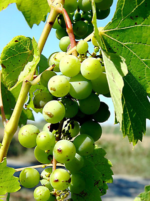 포토 JPG 해외이미지 식물 계절 열매 음식 잎 농업 과일 자연 포도 건강 사람없음 초록색 컬러풀 와인 정원 수확 성장 나뭇가지 시골 신선 다발 유기농 날것 포도밭 포도나무 칼로리 내추럴 양조장 해외202004 해외포토 나무 웰빙 산업 컬러 밭 주류 과일나무 생태계 파일형식 이미지허브