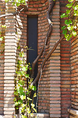 포토 JPG 해외이미지 식물 외관 선 음식 벽 잎 과일 건축양식 공 자연 포도 벽돌 주택 돌담 사람없음 야외 건물 초록색 와인 정원 주스 수확 원형 달콤 덩굴 오르기 시멘트 포도나무 아이비 콘크리트 그리너리 해외202004 해외포토 도형 건축물 건축 음료 컬러 농업 모션 주류 담장 돌_바위 맛 과일나무 생태계 파일형식 트랜드컬러 이미지허브