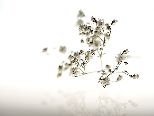 포토 JPG 해외이미지 식물 계절 공원 꽃 백그라운드 잎 겨울 패턴 밭 자연 건조 풍경 사람없음 야외 물 파란색 반사 갈색 노란색 얼음 들꽃 닫기 소프트포커스 12월 허브 유기농 질감 부드러움 1월 2월 블러 파스텔톤 카피스페이스 해외202004 해외포토 자연요소 웰빙 공공시설 컬러 무늬 농업 모션 촬영기법 공백 감각 날짜 생태계 파일형식 이미지허브