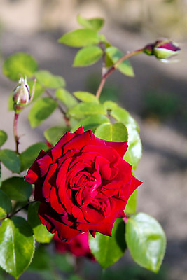 포토 JPG 해외이미지 식물 계절 기념일 꽃잎 꽃 분홍색 백그라운드 잎 꽃무늬 패턴 자연 휴가 발렌타인데이 선물 사랑 사람없음 야외 장식 빨간색 초록색 컬러풀 장미 정원 봄 성장 벚꽃 물방울 나뭇가지 축하 신선 신용카드 개화 산호 닫기 원예 아로마 열정 진홍색 내추럴 해외202004 해외포토 나무 감정 컬러 컨셉 무늬 모션 데이이벤트 이벤트 취미 금융 자포동물 생태계 파일형식 이미지허브