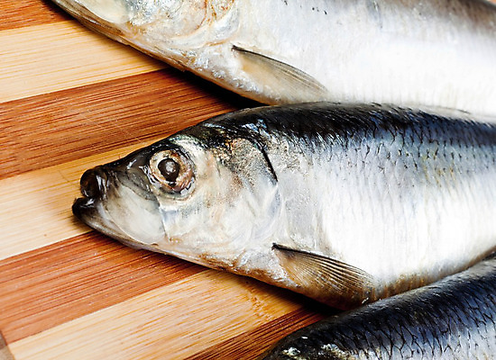 포토 JPG 해외이미지 동물 호수 음식 백그라운드 십자가 신체 부분 자연 낚시 수염 건강 어류 사람없음 옆모습 물 강 수영 저녁식사 흰색 연못 잡기 먹기 묘사 눈금 꼬리 잉어 고립 해외202004 해외포토 자연요소 뷰포인트 컬러 모션 레저 식사 수중동물 수상스포츠 생태계 파일형식 이미지허브