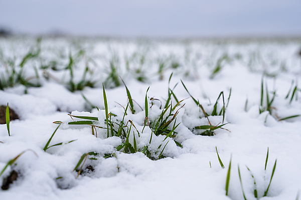 포토 JPG 해외이미지 식물 계절 백그라운드 잎 겨울 밭 농업 자연 건강 풍경 잔디 사람없음 초록색 농작물 햇빛 농장 새싹 환경 정원 봄 추위 성장 가을 흰색 시골 신선 시리얼 밀 유기농 서리 내추럴 밭일 해외202004 해외포토 웰빙 산업 음식 컬러 곡류 태양 생태계 파일형식 이미지허브