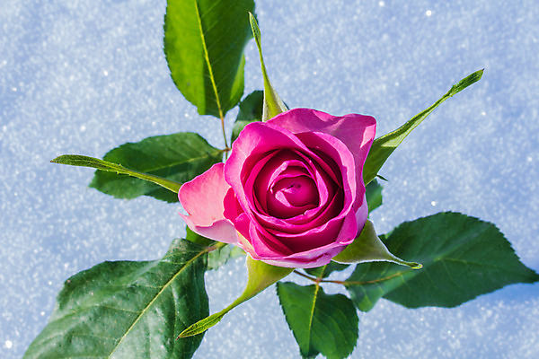 포토 JPG 해외이미지 꽃 겨울 사람없음 빨간색 초록색 장미 흰색 해외202004 해외포토 식물 계절 컬러 파일형식 이미지허브