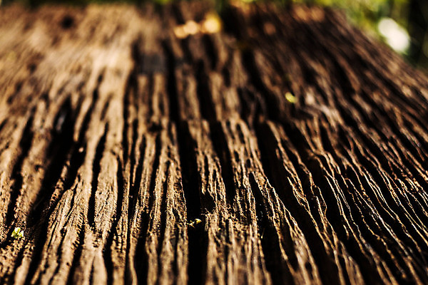 포토 JPG 해외이미지 나무 디자인 벽 백그라운드 패턴 자연 표면 날씨 추상 사람없음 목재 햇빛 어둠 수확 거친 널 소프트포커스 낟알 질감 복고 내추럴 그런지 블러 수목 옛날 해외202004 해외포토 식물 무늬 농업 재료 촬영기법 태양 생태계 파일형식 이미지허브