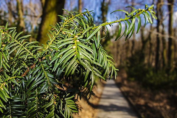 포토 JPG 해외이미지 나무 식물 계절 공원 백그라운드 잎 꽃무늬 패턴 밭 자연 벽지 손바닥 사람없음 장식 초록색 빛 정원 봄 성장 나뭇가지 신선 숲 큼 질감 내추럴 대두 밭일 생태학 이국적 해외202004 해외포토 손 공공시설 교육 꽃 컬러 무늬 농업 크기 생태계 파일형식 이미지허브