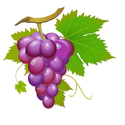 포토 JPG 해외이미지 음식 백그라운드 잎 농업 과일 일러스트 포도 사람없음 와인 보라색 수확 가을 나뭇가지 시골 다발 묘사 포도밭 포도나무 숙성 양조장 해외202004 해외포토 나무 식물 계절 산업 컬러 밭 주류 과일나무 파일형식 이미지허브