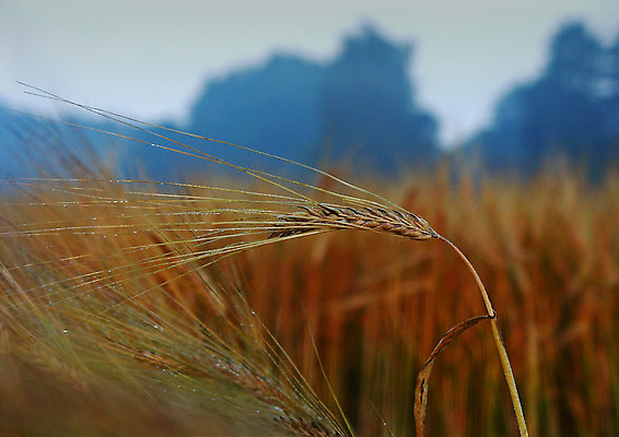 포토 JPG 해외이미지 나무 구름 계절 전통문화 밭 농업 하늘 그림자 옥수수 풍경 사람없음 초록색 여름 파란색 빛 농장 봄 줄무늬 가을 농촌 구멍 연결 작음 땅 심플 조경 일렬 시에나 평야 호밀 수평선 해외202004 해외포토 자연요소 식물 전통 산업 문화 컬러 무늬 자연 곡류 시골 크기 파일형식 이미지허브