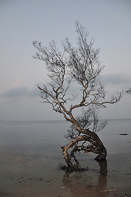 포토 JPG 해외이미지 나무 식물 구름 1 계절 공원 실루엣 모래 바다 백그라운드 태국 자연 하늘 바람 날씨 휴가 풍경 사람없음 야외 물 여름 환경 어둠 봄 나뭇가지 시골 그룹 숲 큼 싱글 유기농 동쪽 내추럴 땅바닥 생태학 옛날 위기 혼자 해외202004 해외포토 자연요소 웰빙 공공시설 교육 아시아 바닥 촬영기법 크기 방향 생태계 파일형식 이미지허브