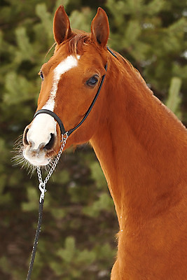 포토 JPG 해외이미지 동물 응시 여자 자연 사람없음 빨간색 초록색 농장 갈색 머리 금속 검은색 교수 흰색 승마 러시아 귀 굴레 기르기 러시아인 해외202004 해외포토 서양인 시선 유럽 스포츠 컬러 농업 재질 사람 신체부위 교사 생태계 돌봄 파일형식 이미지허브