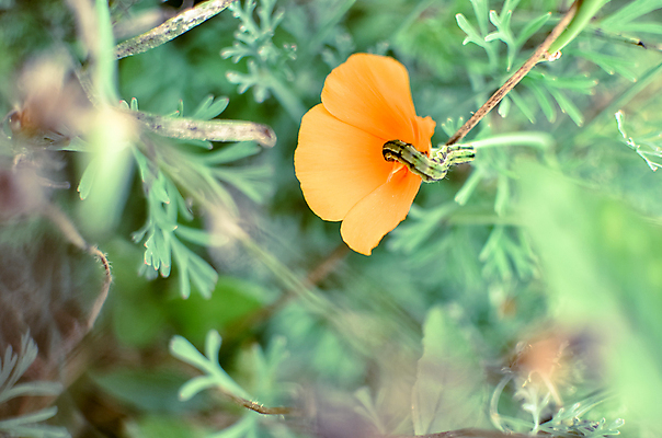 포토 JPG 해외이미지 식물 계절 꽃잎 꽃 백그라운드 꽃무늬 밭 오렌지 자연 풍경 사람없음 초록색 여름 컬러풀 노란색 정원 봄 활발 들꽃 벚꽃 신선 개화 황금 원예 캘리포니아 꽃가루 양귀비 내추럴 꽃수술 해외202004 해외포토 컬러 컨셉 무늬 농업 과일 취미 미국 가루 생태계 파일형식 이미지허브