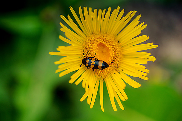 포토 JPG 해외이미지 식물 계절 꽃잎 꽃 분홍색 곤충 백그라운드 꽃무늬 날개 자연 사람없음 야외 여름 컬러풀 햇빛 정원 벚꽃 우아함 닫기 벌레 동물상 수유 취급주의 해외202004 해외포토 동물 컬러 컨셉 무늬 모션 경고 태양 조형물 생태계 파일형식 이미지허브
