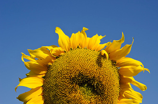 포토 JPG 해외이미지 식물 계절 꽃 행복 백그라운드 잎 꽃무늬 농업 자연 하늘 해바라기 사람없음 초록색 파란색 컬러풀 태양 노란색 정원 맑음 벚꽃 원형 개화 오브젝트 유기농 원예 내추럴 해외202004 해외포토 자연요소 도형 웰빙 감정 산업 컬러 무늬 날씨 취미 생태계 파일형식 이미지허브