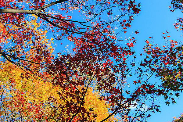 포토 JPG 해외이미지 나무 식물 계절 공원 실루엣 도로 여행 백그라운드 무지개 잎 패턴 자연 하늘 지붕 휴식 풍경 사람없음 빨간색 파란색 빛 컬러풀 햇빛 태양 정원 일본 활발 덮개 가을 나뭇가지 신선 보행로 닫기 숲 그늘 오솔길 강렬 해외202004 해외포토 자연요소 공공시설 아시아 길 컬러 컨셉 무늬 교통시설 모션 촬영기법 뚜껑 생태계 파일형식 이미지허브