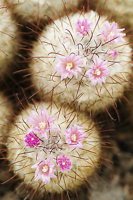 포토 JPG 해외이미지 식물 꽃 분홍색 백그라운드 선인장 사람없음 장식 빨간색 봄 가시 원예 해외202004 해외포토 계절 컬러 취미 파일형식 이미지허브