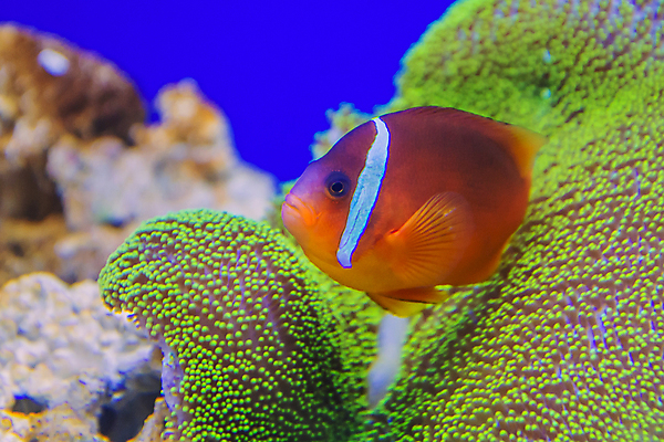 포토 JPG 해외이미지 식물 동물 야생동물 바다 백그라운드 오렌지 자연 유리 어류 풍경 사람없음 장식 빨간색 물 파란색 컬러풀 노란색 보라색 바닷속 수중 방 흰색 산호 탱크 암초 수족관 깊이 소금물 아네모네 이국적 생존 해외202004 해외포토 자연요소 꽃 컬러 과일 재질 수중동물 자포동물 생태계 파일형식 이미지허브